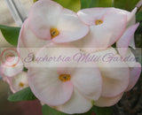 Euphorbia Milii THINKING OF YOU Crown of Thorns Corona de Cristo Succulents Tropicals