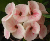 Euphorbia Milii PINK FAIRY Crown of Thorns Corona de Cristo Rare