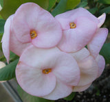 Euphorbia Milii THINKING OF YOU Crown of Thorns Corona de Cristo Succulents Tropicals