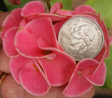 Euphorbia Milii ETERNAL FLAME Crown of Thorns  Corona de Cristo Succulent Tropicals