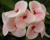 Euphorbia Milii PINK FAIRY Crown of Thorns Corona de Cristo Rare