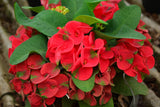 Euphorbia Milii RED MILLIONAIRE Crown of Thorns Corona d’Cristo Poysean Succulent Tropical