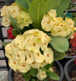 Euphorbia Milii GOLDEN CROWN Corona de Cristo Crown Of Thorns Cactus/Succulent