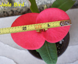 Euphorbia Milii Jade Bird Crown Of Thorns Corona de Cristo Succulents