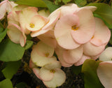 Euphorbia Milii THINKING OF YOU Crown of Thorns Corona de Cristo Succulents Tropicals