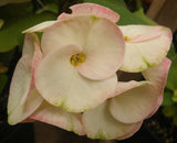 Euphorbia Milii THINKING OF YOU Crown of Thorns Corona de Cristo Succulents Tropicals
