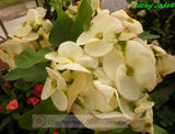 Euphorbia Milii LUCKY JADE Crown of Thorns Corona de Cristo Cactus/Succulents