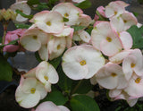 Euphorbia Milii THINKING OF YOU Crown of Thorns Corona de Cristo Succulents Tropicals