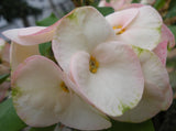 Euphorbia Milii THINKING OF YOU Crown of Thorns Corona de Cristo Succulents Tropicals