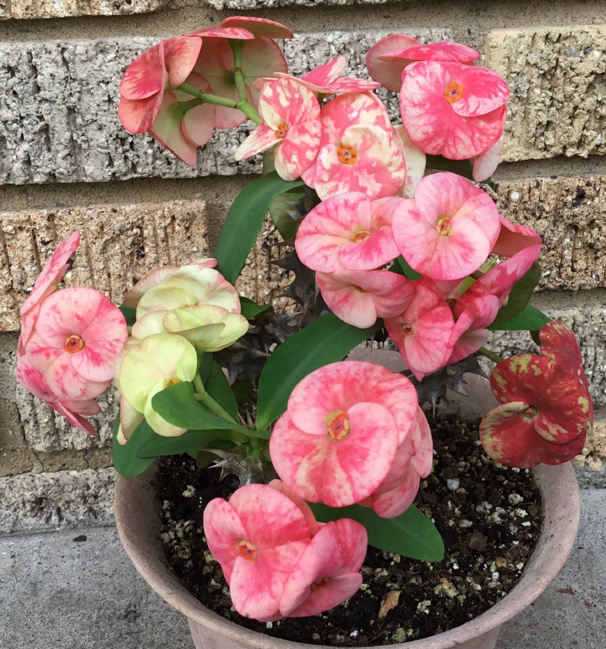 corona succulents Euphorbia Milii BLANCE Crown of Thorns Corona de Cristo Succulents Tha –  Euphorbia Milii Garden (Crown Of Thorns)