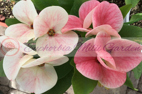 Euphorbia Milii PINK FAIRY Crown of Thorns Corona de Cristo Rare
