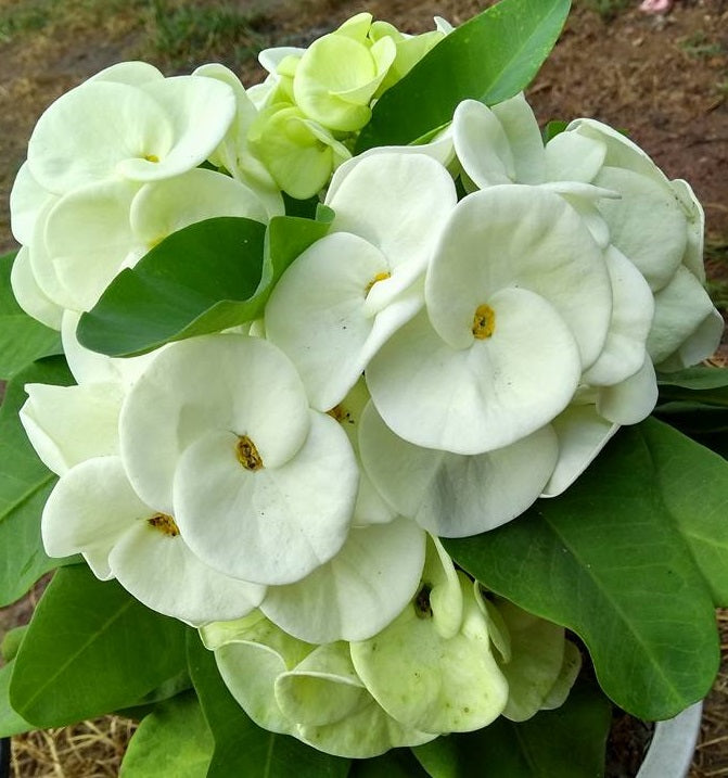 crown of thorns plant seeds Euphorbia Milii SNOW QUEEN Crown of Thorns Corona de Cristo Cactus – Euphorbia Milii Garden (Crown Of Thorns)
