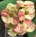 Euphorbia Milii PRECIOUS GOLD Crown of Thorns Corona De Cristo Cactus/Succulent