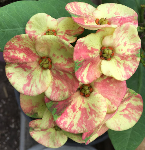 Euphorbia Milii PRECIOUS GOLD Crown of Thorns Corona De Cristo Cactus/Succulent