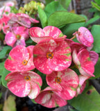 Euphorbia Milii PRECIOUS GOLD Crown of Thorns Corona De Cristo Cactus/Succulent