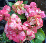 Euphorbia Milii PRECIOUS GOLD Crown of Thorns Corona De Cristo Cactus/Succulent