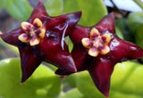 Hoya Madulidii Black Wax Plant Porcelain Flower Indoor/House Plant Shade Garden Tropicals Succulents