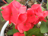 Euphorbia Milii TROPICAL TWIST Crown of Thorns