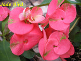 Euphorbia Milii Jade Bird Crown Of Thorns Corona de Cristo Succulents