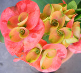 Euphorbia Milii LUCIANA Crown of Thorns  Corona de Cristo Succulent