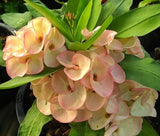 Euphorbia Milii NAKHON LUANG Crown of Thorns Poysea Corona De Cristo