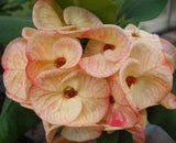 Euphorbia Milii GOLD GLAM Crown Of Thorns Corona de Cristo Cactus