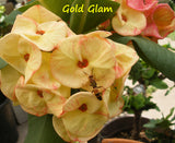 Euphorbia Milii GOLD GLAM Crown Of Thorns Corona de Cristo Cactus