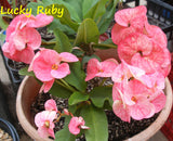 Euphorbia Milii LUCKY RUBY Crown of Thorns Corona de Cristo Succulent