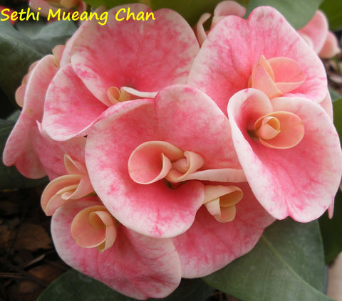 Euphorbia Milii SETHEE MUEANG CHAN Crown of Thorns  Poysean Corona de Cristo Giant.