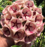 Hoya ARCHBOLDIANA Wax Plant/Vine Flor d'Cera Houseplant Scented Bloom