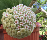 HOYA PACHYCLADA Wax Plant Planta de Cera Porcelain Flower Shade Garden Houseplant