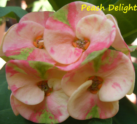 Euphorbia Milii PEACH DELIGHT Crown Of Thorns Cactus/Succulent Rare Tropicals