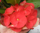 Euphorbia Milii RED VALENTINE Crown of Thorns Corona de Cristo Succulent