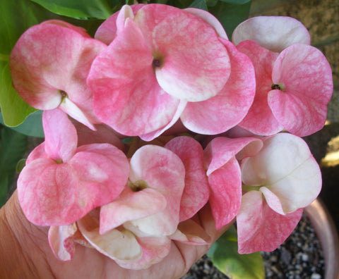 Euphorbia Milii BELLA Crown of Thorns Corona De Cristo Thai Hybrid