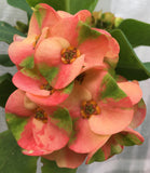 Euphorbia Milii PEACH DELIGHT Crown Of Thorns Cactus/Succulent Rare Tropicals