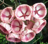 Hoya ARCHBOLDIANA Wax Plant/Vine Flor d'Cera Houseplant Scented Bloom