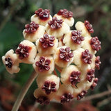 RARE! Wax Plant Hoya Kerrii 'Mediopicta Aurea' Variegated Porcelain Flower Vine Flor de Cera