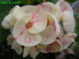 Euphorbia Milii MAKE A WISH Crown of Thorns Corona de Cristo Cactus/Succulents Tropicals