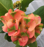 Euphorbia Milii PEACH DELIGHT Crown Of Thorns Cactus/Succulent Rare Tropicals