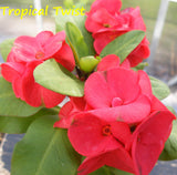 Euphorbia Milii TROPICAL TWIST Crown of Thorns