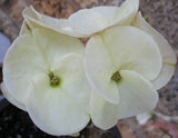 Euphorbia Milii BRIDAL WHITE Crown of Thorns Corona de Cristo Succulent