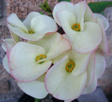 Euphorbia Milii BRIDAL WHITE Crown of Thorns Corona de Cristo Succulent