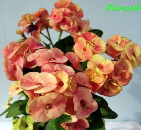 Euphorbia Milii BLANCE Crown of Thorns Corona de Cristo Poysean Succulents Tropicals