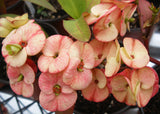 Euphorbia Milii YELLOW MILLIONAIRE Crown of Thorns Corona de Cristo