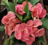 Euphorbia Milii TOASTED HONEY (Chai Nat) Crown of Thorns Coronas de Cristo Cactus/Succulents Tropicals