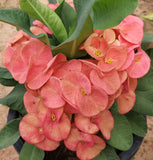 Euphorbia Milii TOASTED HONEY (Chai Nat) Crown of Thorns Coronas de Cristo Cactus/Succulents Tropicals