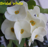 Euphorbia Milii BRIDAL WHITE Crown of Thorns Corona de Cristo Succulent