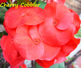 Euphorbia Milii CHERRY COBBLER Crown of Thorns Coronas de Cristo Succulent