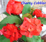 Euphorbia Milii CHERRY COBBLER Crown of Thorns Coronas de Cristo Succulent