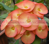 Euphorbia Milii CHIANG MAI Crown of Thorns Corona de Cristo Rare